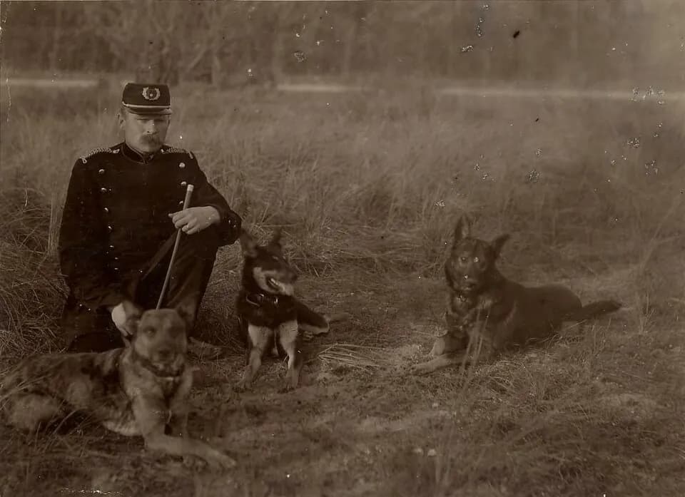 Dog on the beach at Bloemendaal aan Zee Hondenstrand, Bloemendaal, Netherlands