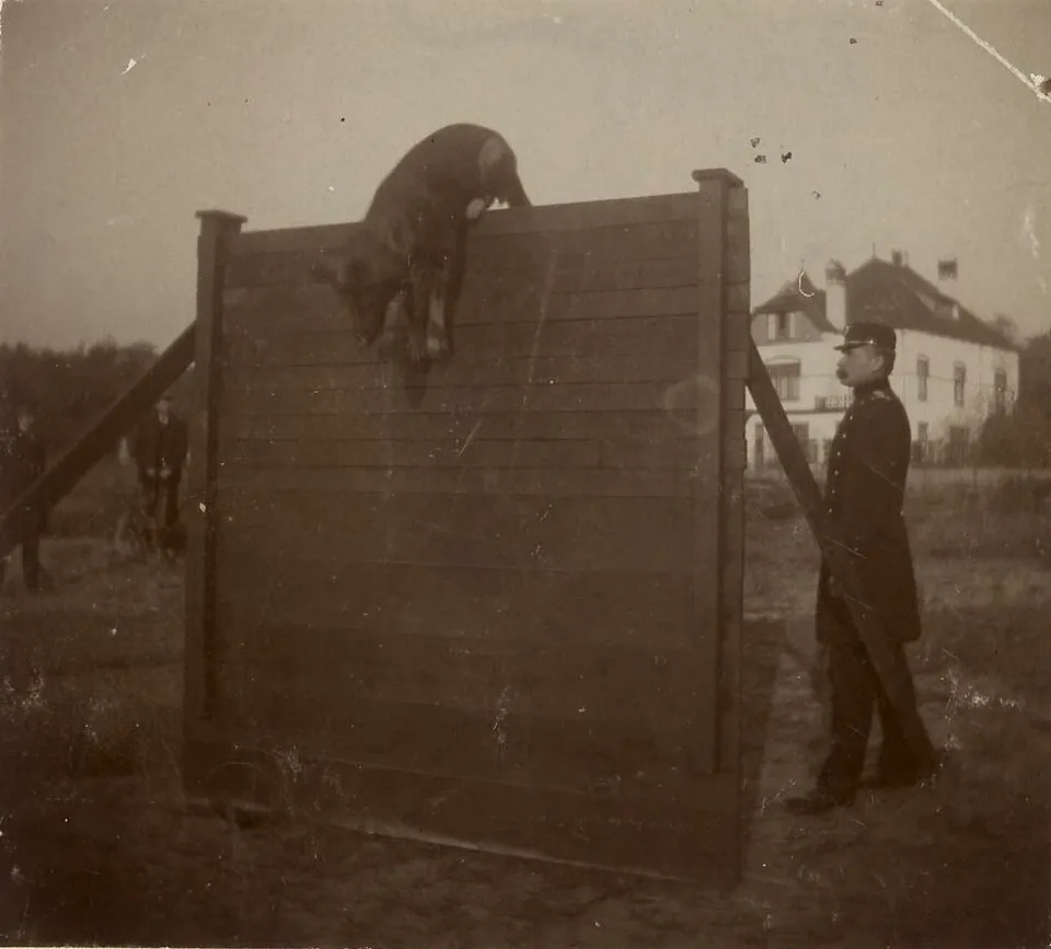 Dog on the beach at Bloemendaal aan Zee Hondenstrand, Bloemendaal, Netherlands